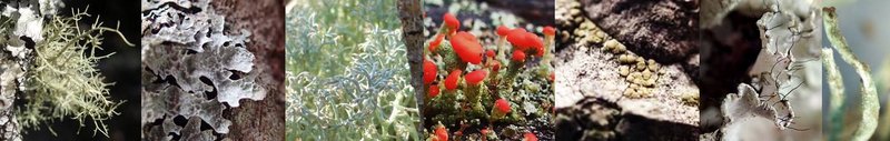 NJ Pinelands Lichens